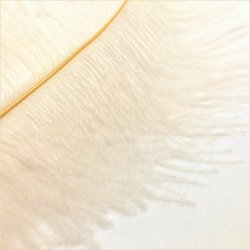 Strudsefjer - Pudder, 20 cm - 5 stk. 