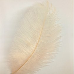 Strudsefjer - Pudder, 20 cm - 5 stk. 